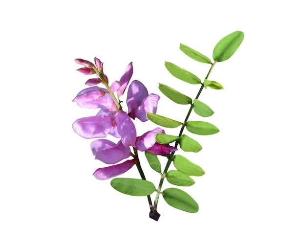 Indigofera tinctoria: The Source of Regal Blue and Eco-Friendly Indigo Sarees